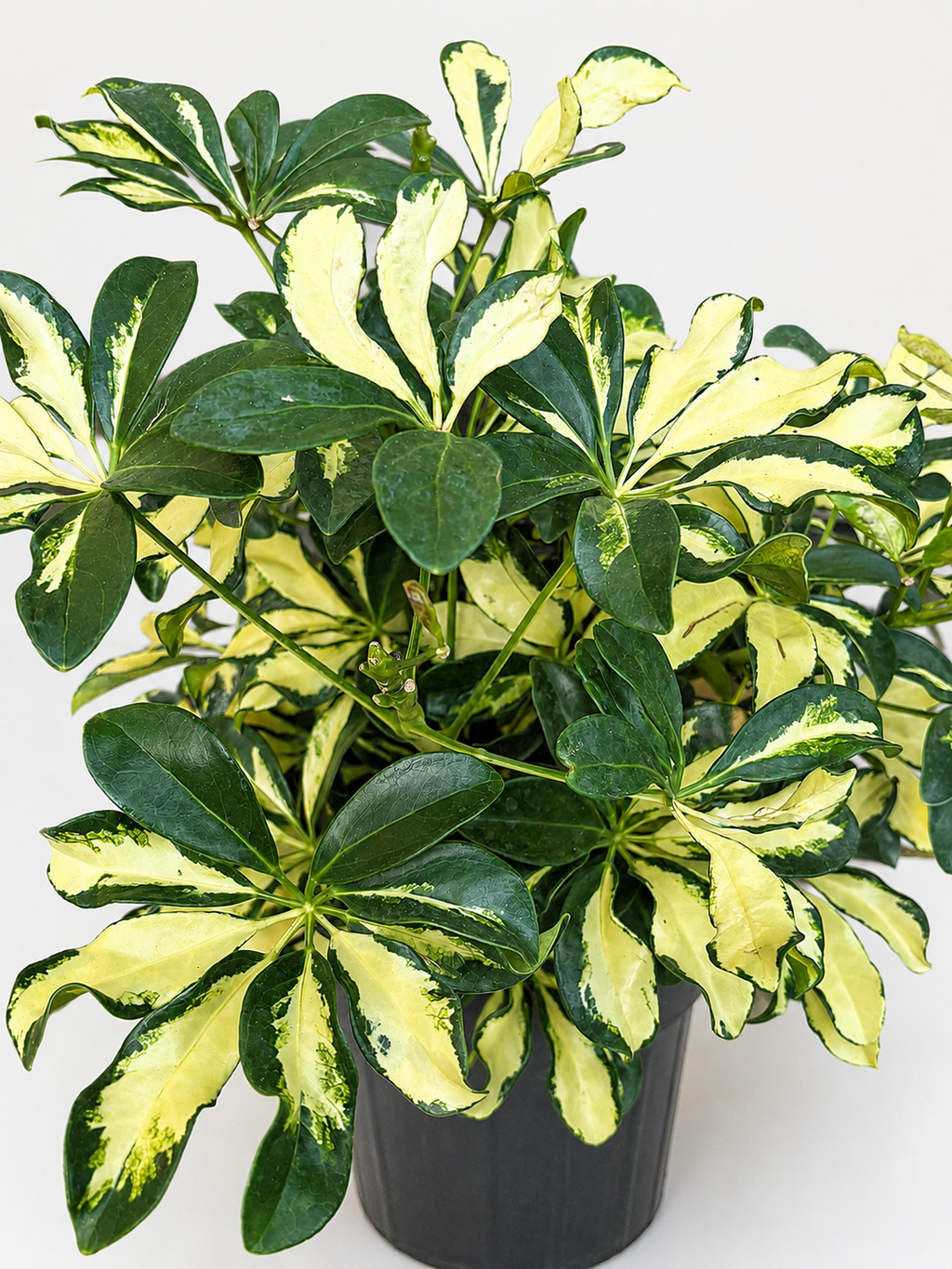 🌿 Schefflera 'Trinette' Variegated Dwarf Umbrella Tree • Bright & Easy-Care Houseplant