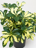 🌿 Schefflera 'Trinette' Variegated Dwarf Umbrella Tree • Bright & Easy-Care Houseplant