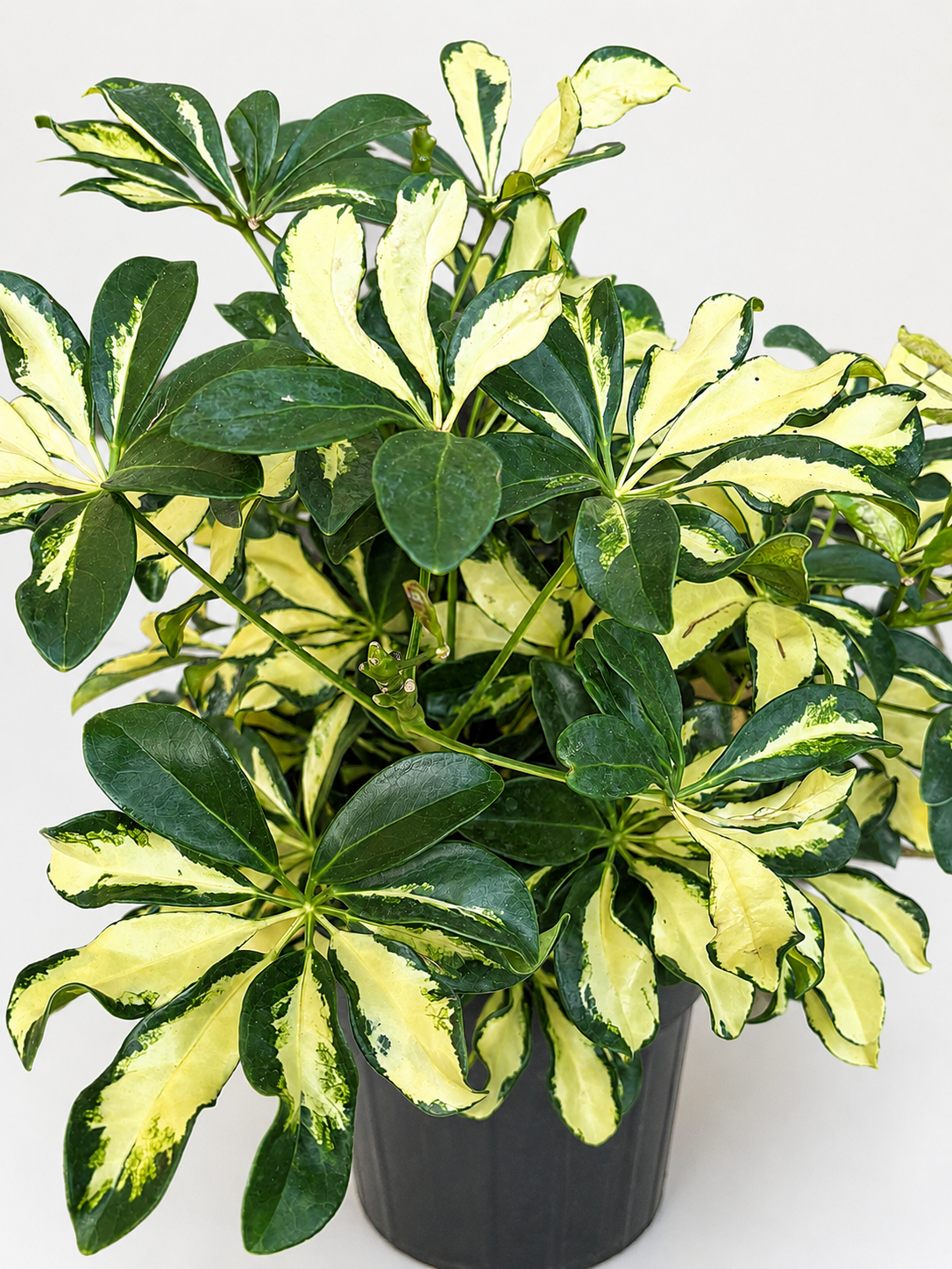🌿 Schefflera 'Trinette' Variegated Dwarf Umbrella Tree • Bright & Easy-Care Houseplant