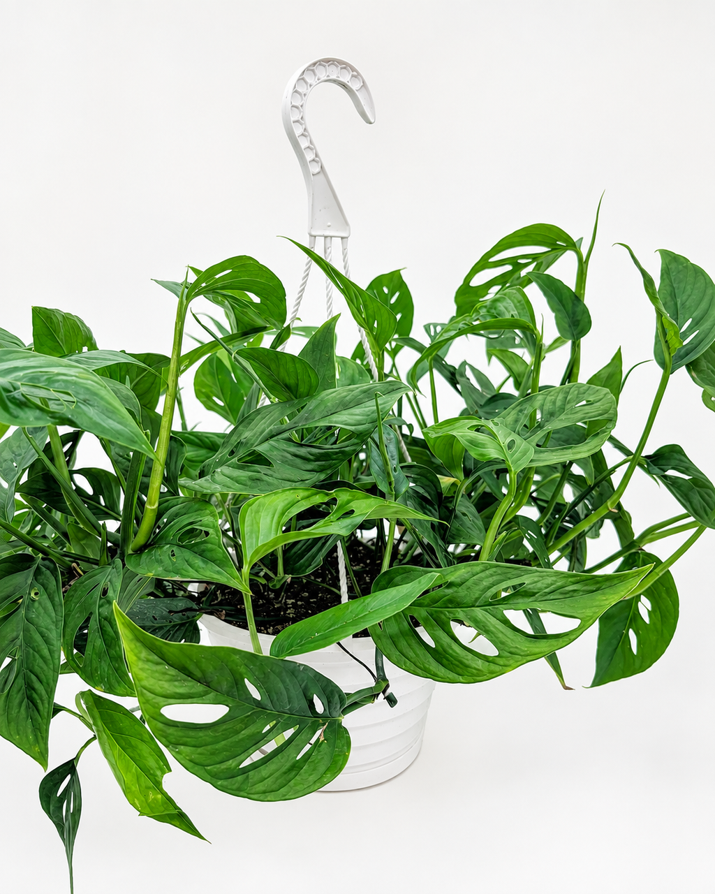 🌿 Monstera adansonii Swiss Cheese Vine • Fast-Growing Tropical Climber or Hanger