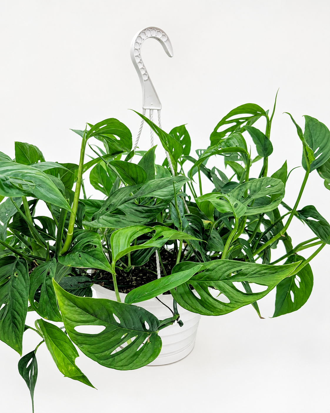 🌿 Monstera adansonii Swiss Cheese Vine • Fast-Growing Tropical Climber or Hanger