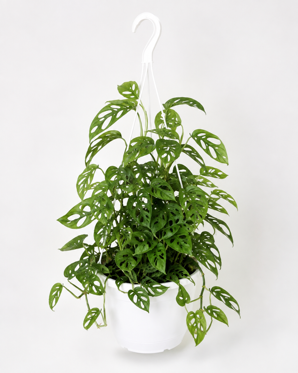 🌿 Monstera adansonii Swiss Cheese Vine • Fast-Growing Tropical Climber or Hanger