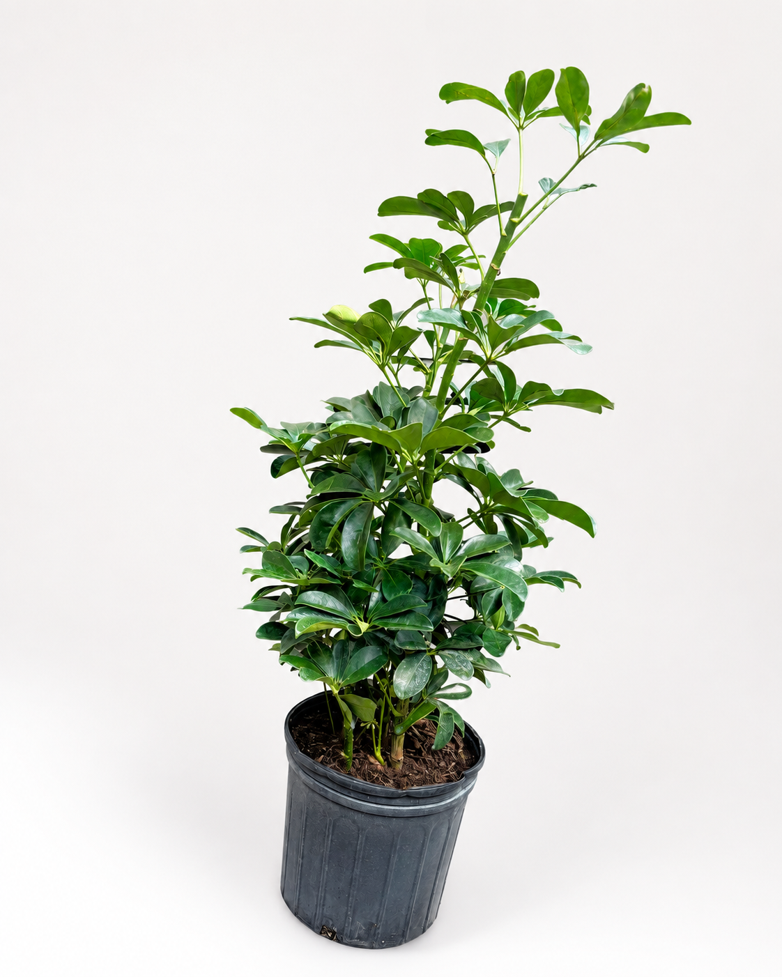 🌿 Schefflera Arboricola Bush Dwarf Umbrella Tree • Lush & Easy-Care Houseplant
