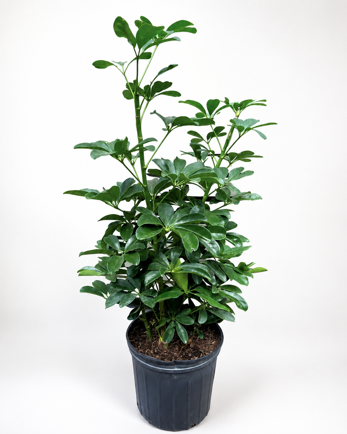 🌿 Schefflera Arboricola Bush Dwarf Umbrella Tree • Lush & Easy-Care Houseplant