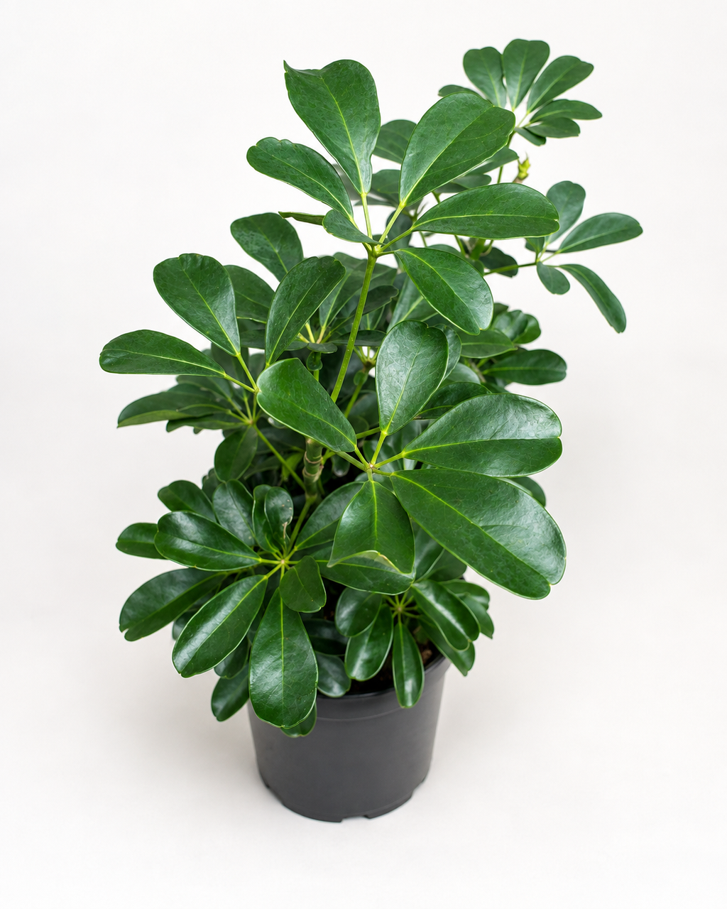 🌿 Schefflera Arboricola Bush Dwarf Umbrella Tree • Lush & Easy-Care Houseplant