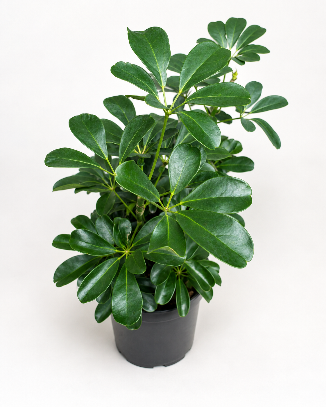 🌿 Schefflera Arboricola Bush Dwarf Umbrella Tree • Lush & Easy-Care Houseplant