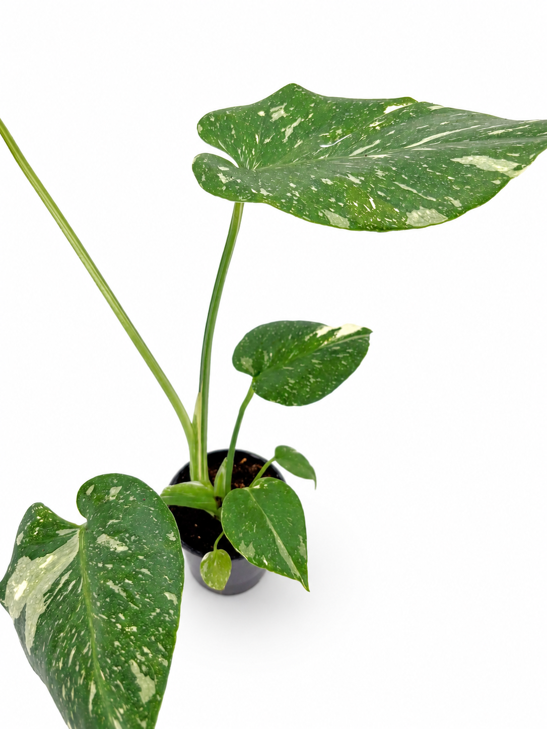 🌿 Monstera Thai Constellation Rare Variegated Monstera Potted 3" • Collector Tropical Houseplant (Copy)