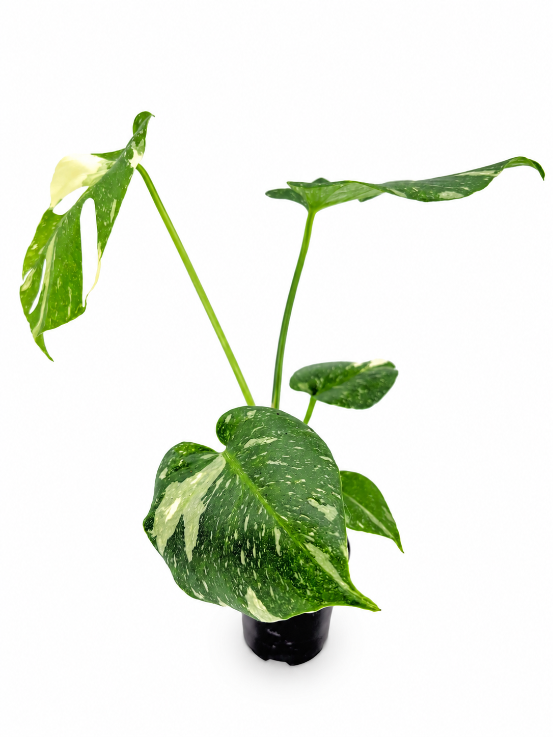 🌿 Monstera Thai Constellation Rare Variegated Monstera Potted 3" • Collector Tropical Houseplant (Copy)
