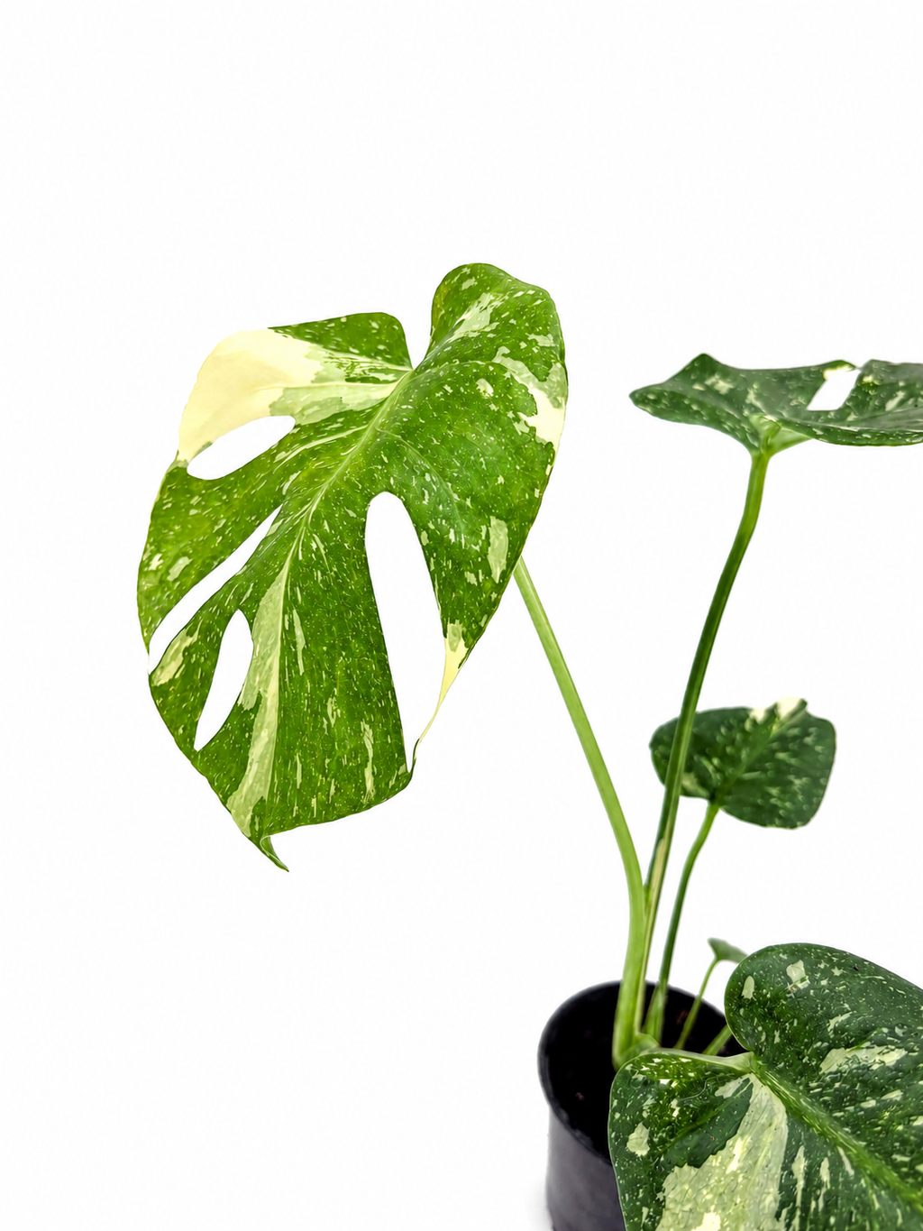 🌿 Monstera Thai Constellation Rare Variegated Monstera Potted 3" • Collector Tropical Houseplant (Copy)