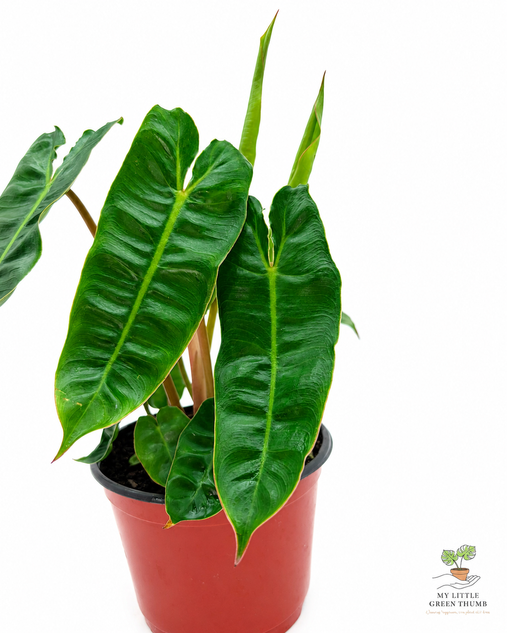 🌿 Philodendron Billietiae - Rare Climbing Aroid • Premium Collector Houseplant