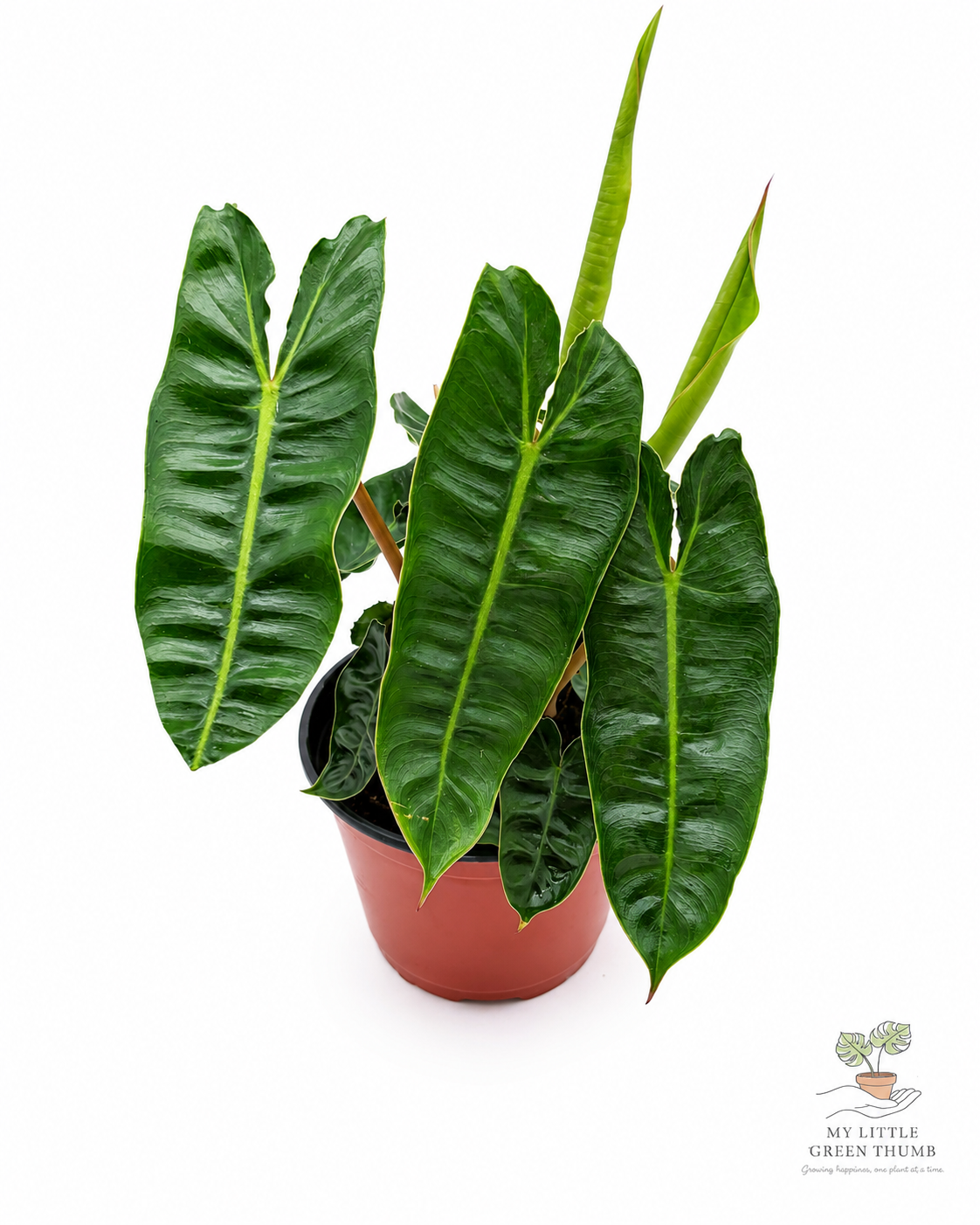 🌿 Philodendron Billietiae - Rare Climbing Aroid • Premium Collector Houseplant