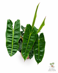 🌿 Philodendron Billietiae - Rare Climbing Aroid • Premium Collector Houseplant
