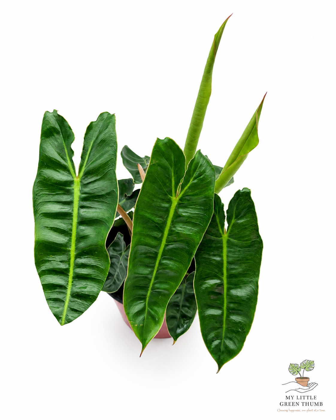 🌿 Philodendron Billietiae - Rare Climbing Aroid • Premium Collector Houseplant