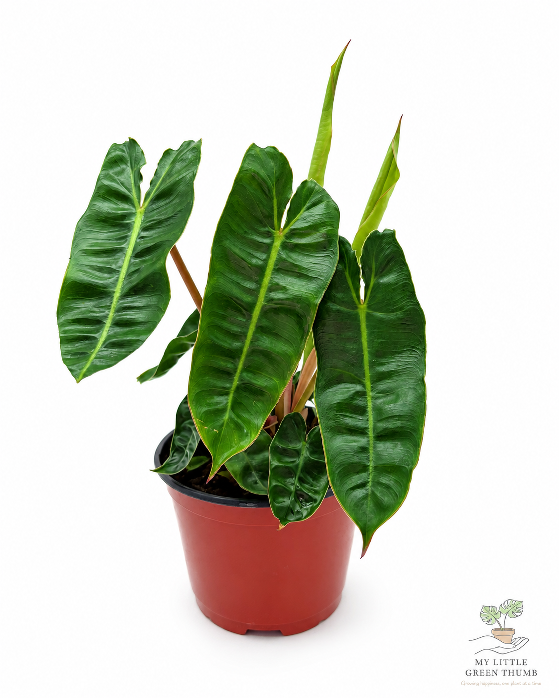 🌿 Philodendron Billietiae - Rare Climbing Aroid • Premium Collector Houseplant