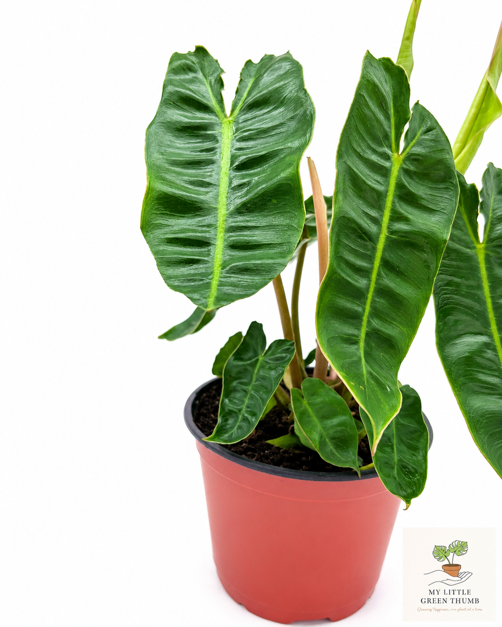 🌿 Philodendron Billietiae - Rare Climbing Aroid • Premium Collector Houseplant