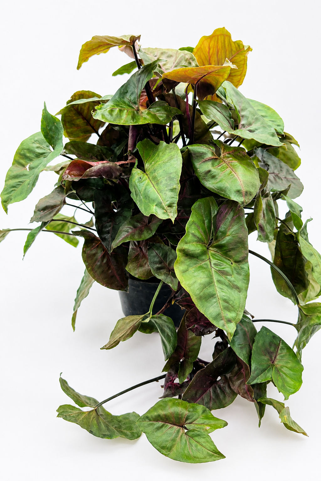 🌿 Syngonium podophyllum "Maria Allusion" Plant 6" POT • Arrowhead Plant • Soft Pink & Green Tropical Houseplant