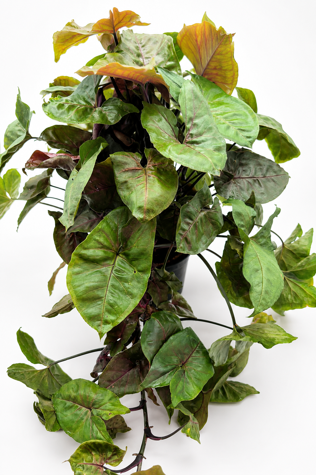 🌿 Syngonium podophyllum "Maria Allusion" Plant 6" POT • Arrowhead Plant • Soft Pink & Green Tropical Houseplant