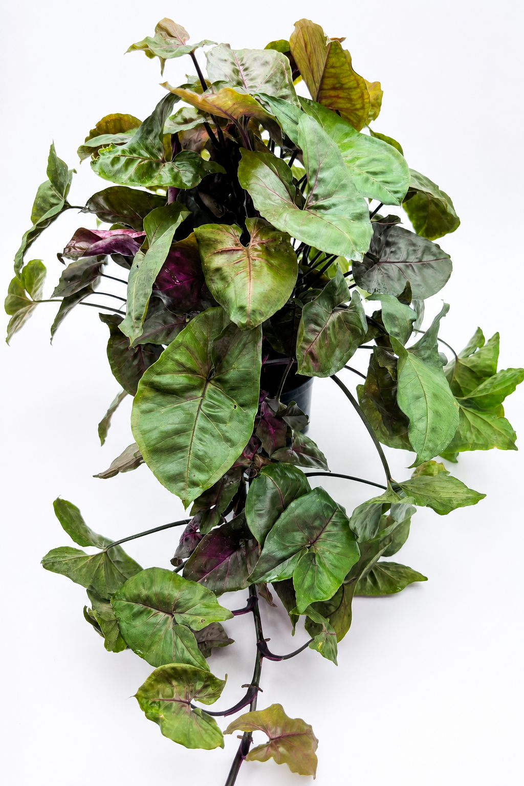 🌿 Syngonium podophyllum "Maria Allusion" Plant 6" POT • Arrowhead Plant • Soft Pink & Green Tropical Houseplant
