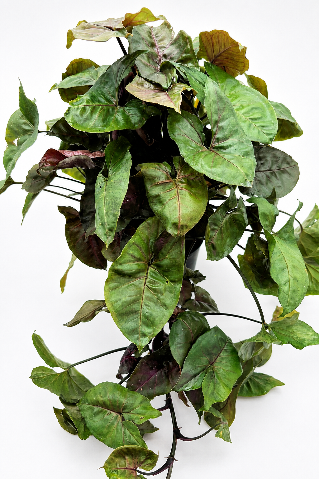 🌿 Syngonium podophyllum "Maria Allusion" Plant 6" POT • Arrowhead Plant • Soft Pink & Green Tropical Houseplant