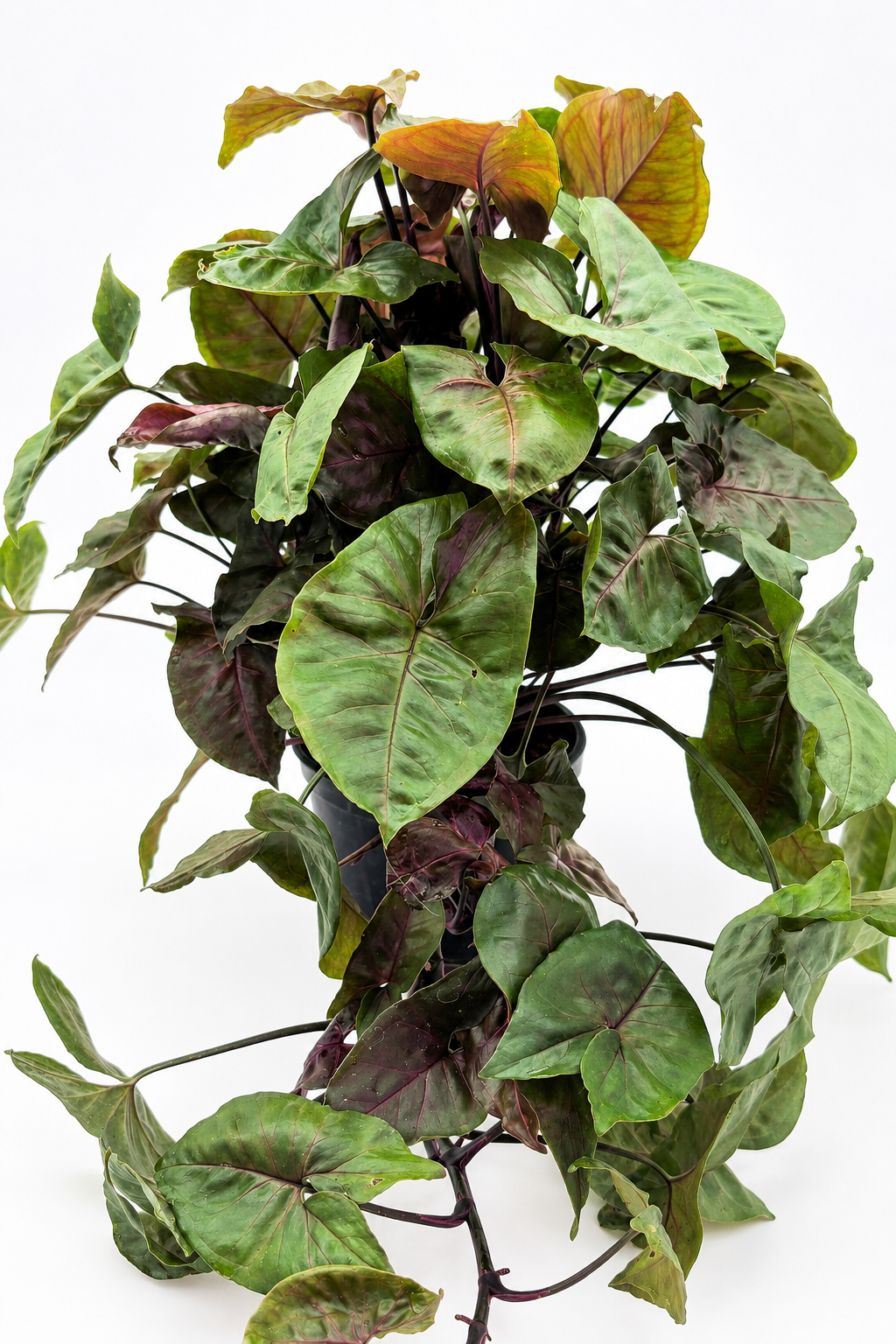 🌿 Syngonium podophyllum "Maria Allusion" Plant 6" POT • Arrowhead Plant • Soft Pink & Green Tropical Houseplant