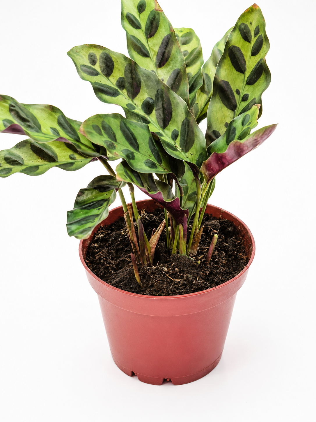 🌿 Calathea 'Rattlesnake' Prayer Plant • Exotic Tropical Foliage Houseplant