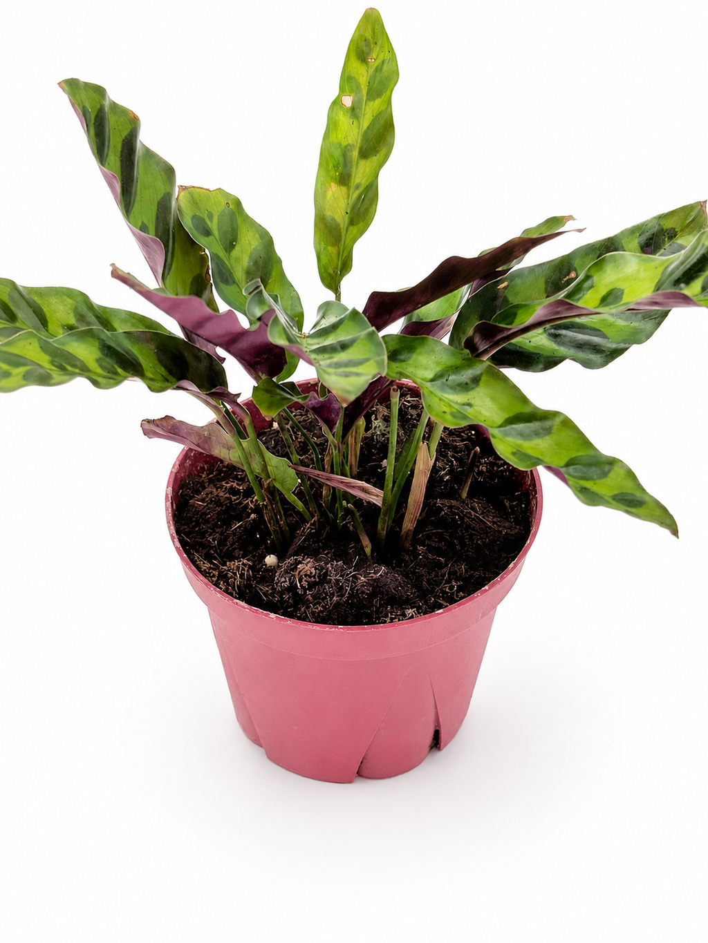 🌿 Calathea 'Rattlesnake' Prayer Plant • Exotic Tropical Foliage Houseplant