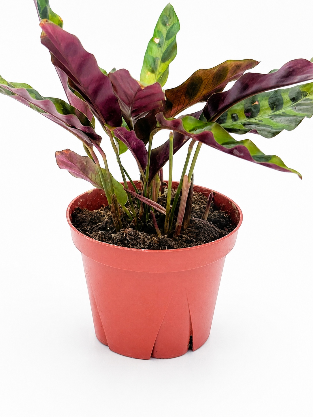 🌿 Calathea 'Rattlesnake' Prayer Plant • Exotic Tropical Foliage Houseplant