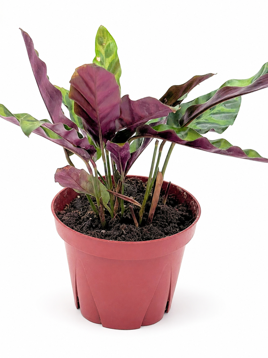 🌿 Calathea 'Rattlesnake' Prayer Plant • Exotic Tropical Foliage Houseplant
