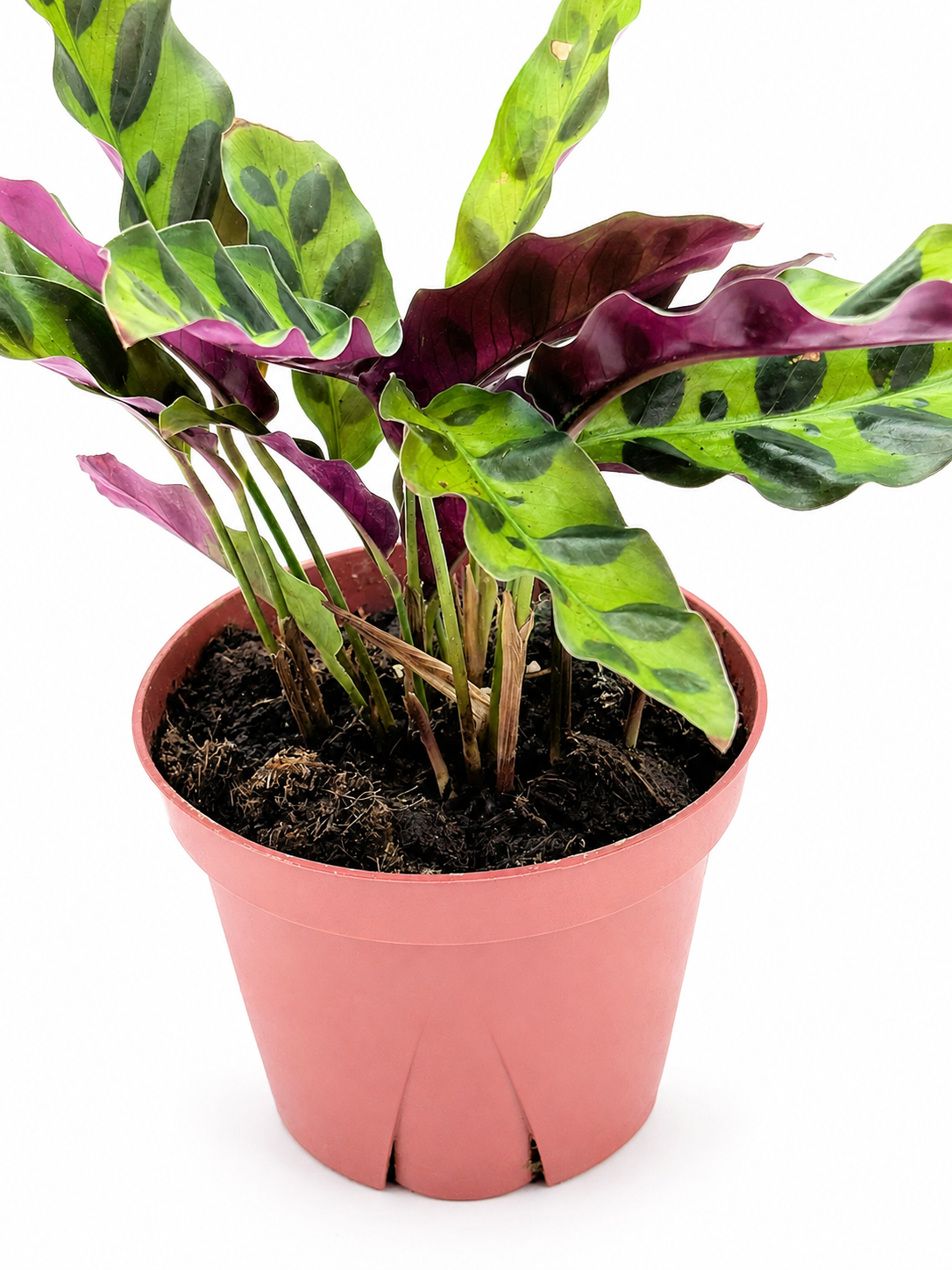 🌿 Calathea 'Rattlesnake' Prayer Plant • Exotic Tropical Foliage Houseplant