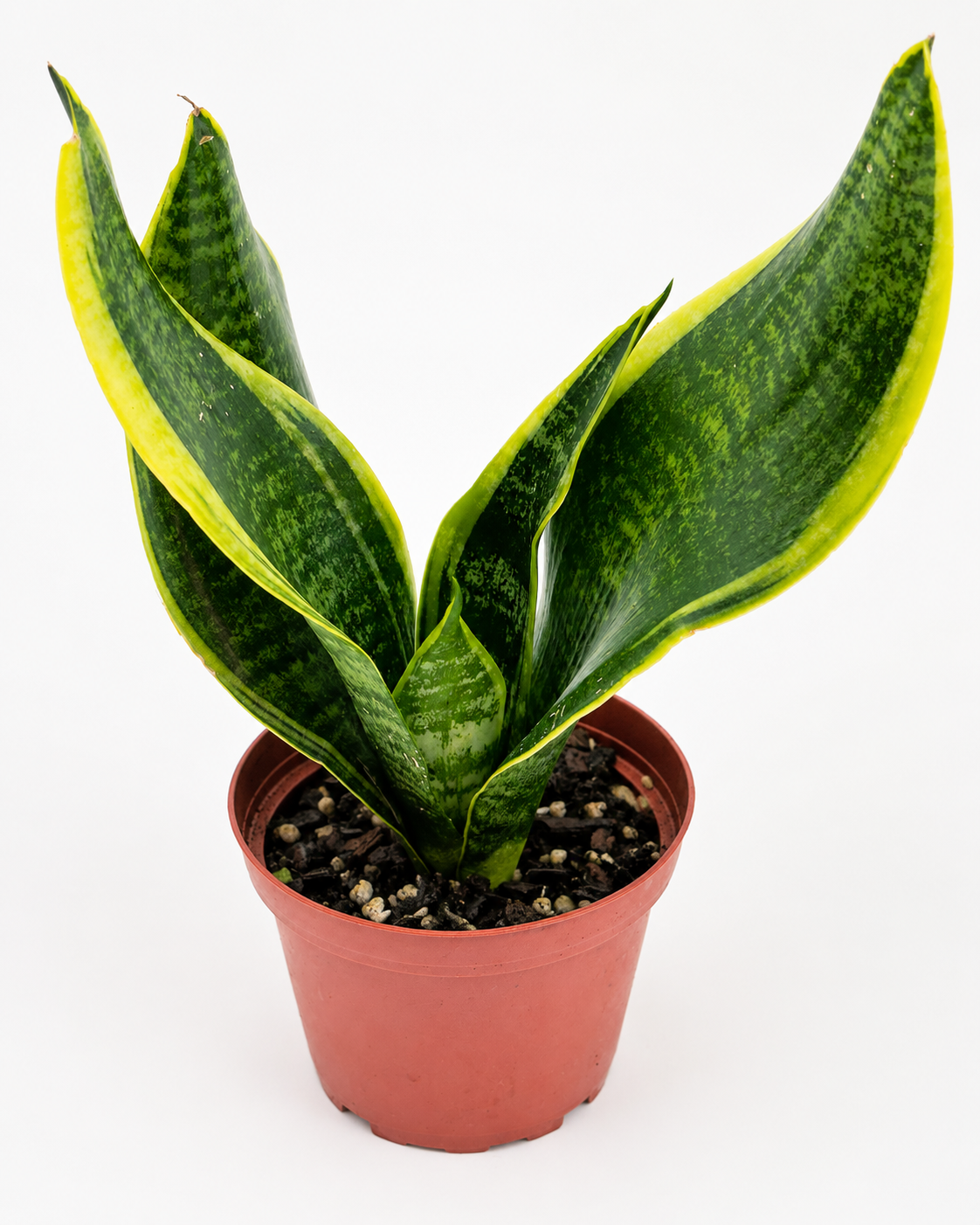 🌿 Snake Plant (Dracaena trifasciata) Snake Plant • Nearly Indestructible Houseplant