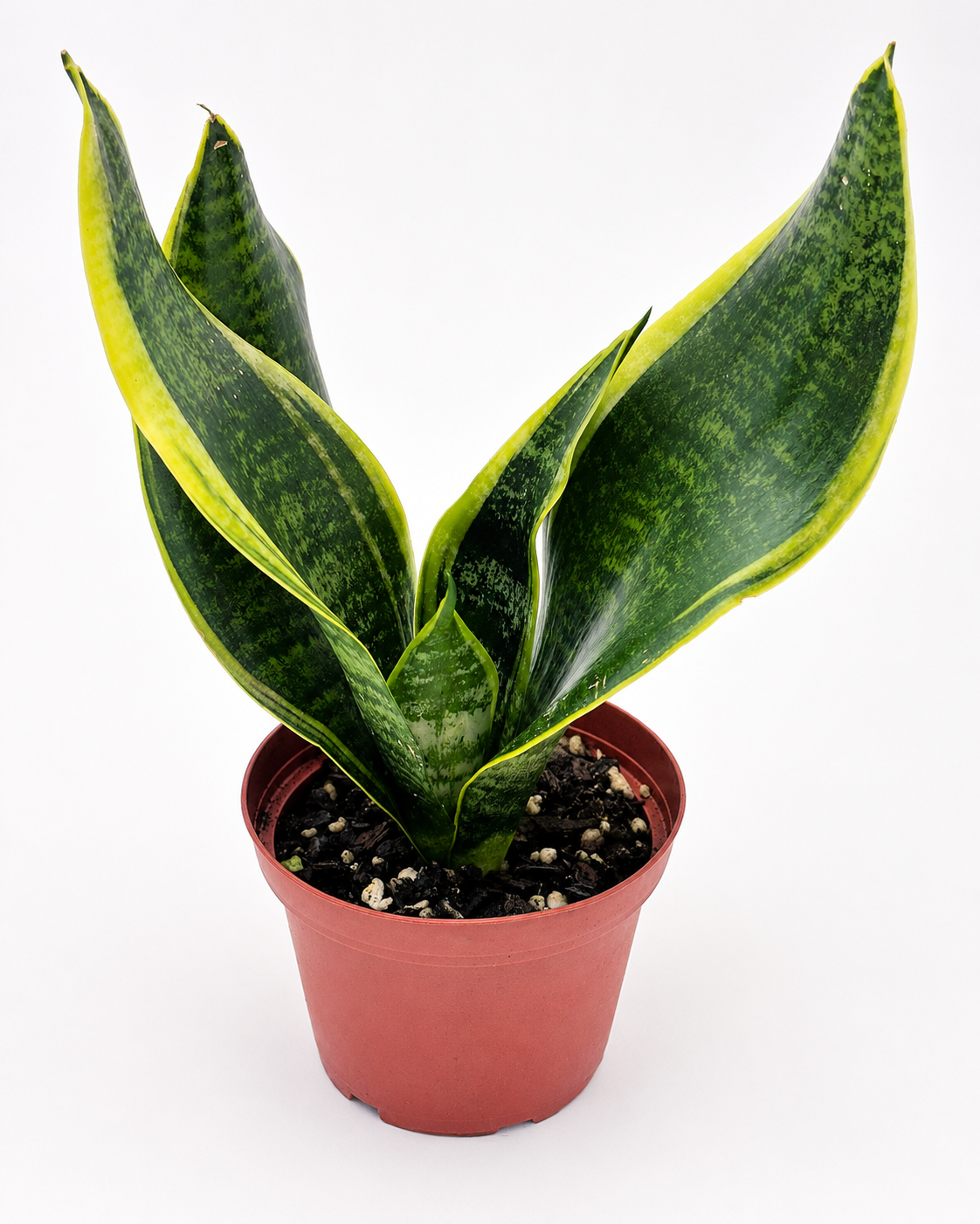 🌿 Snake Plant (Dracaena trifasciata) Snake Plant • Nearly Indestructible Houseplant