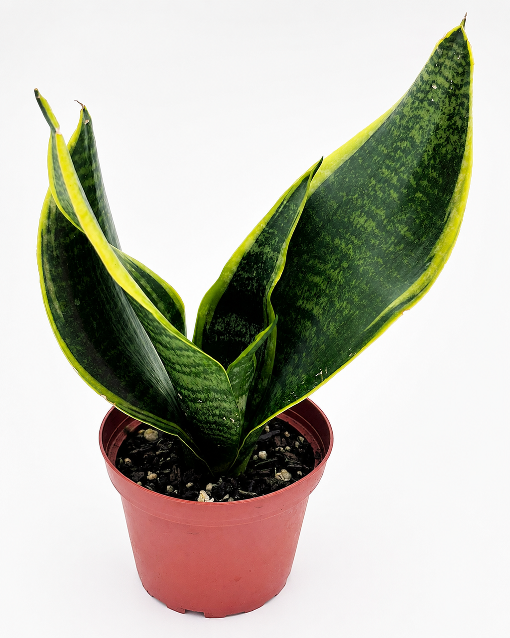 🌿 Snake Plant (Dracaena trifasciata) Snake Plant • Nearly Indestructible Houseplant