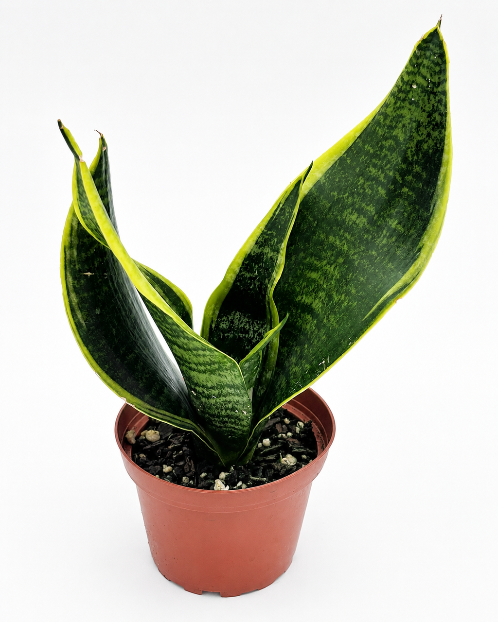 🌿 Snake Plant (Dracaena trifasciata) Snake Plant • Nearly Indestructible Houseplant