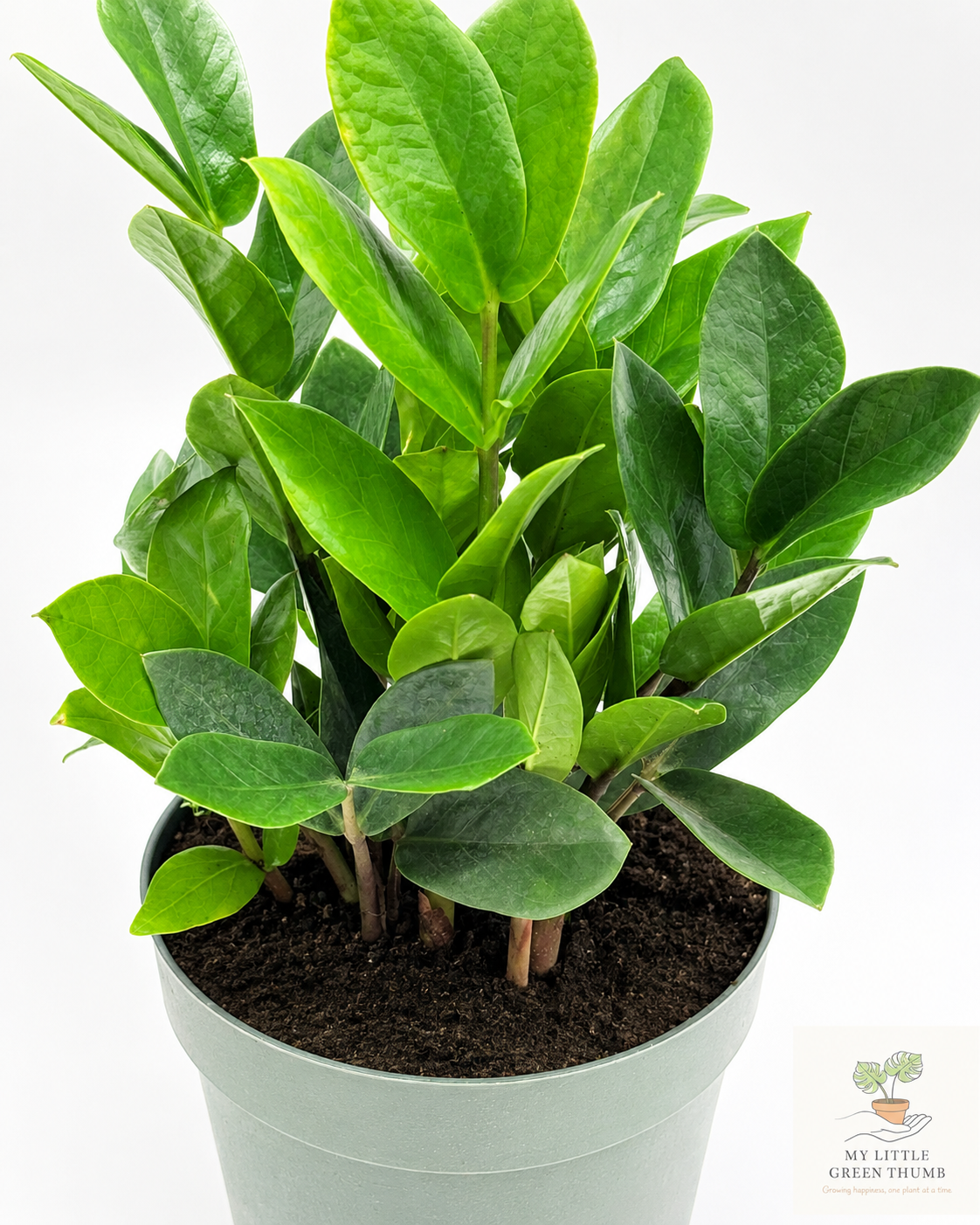 🌿 ZZ Plant (Zamioculcas zamiifolia) Ultra Low-Maintenance Houseplant • Glossy Tropical Foliage