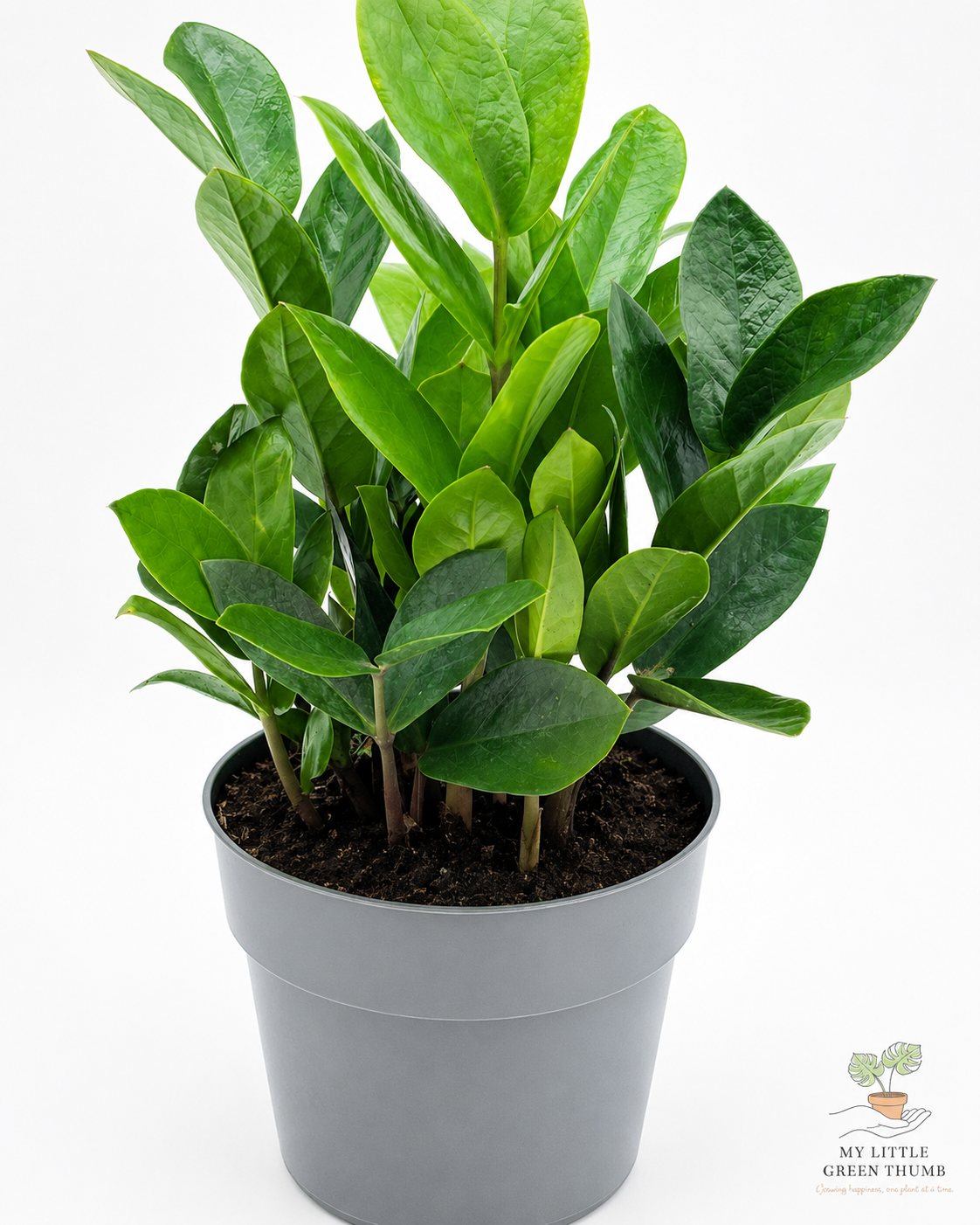 🌿 ZZ Plant (Zamioculcas zamiifolia) Ultra Low-Maintenance Houseplant • Glossy Tropical Foliage