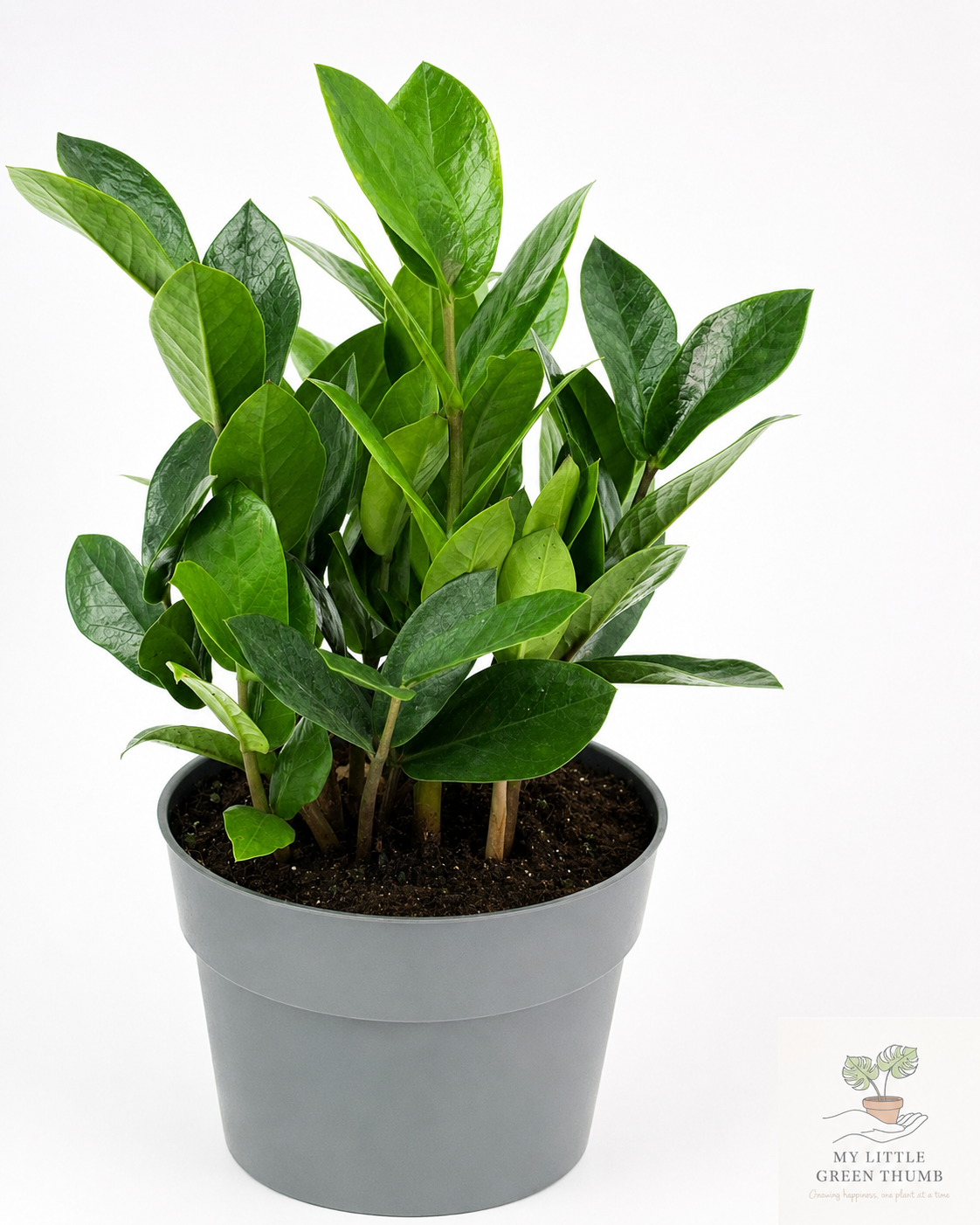 🌿 ZZ Plant (Zamioculcas zamiifolia) Ultra Low-Maintenance Houseplant • Glossy Tropical Foliage