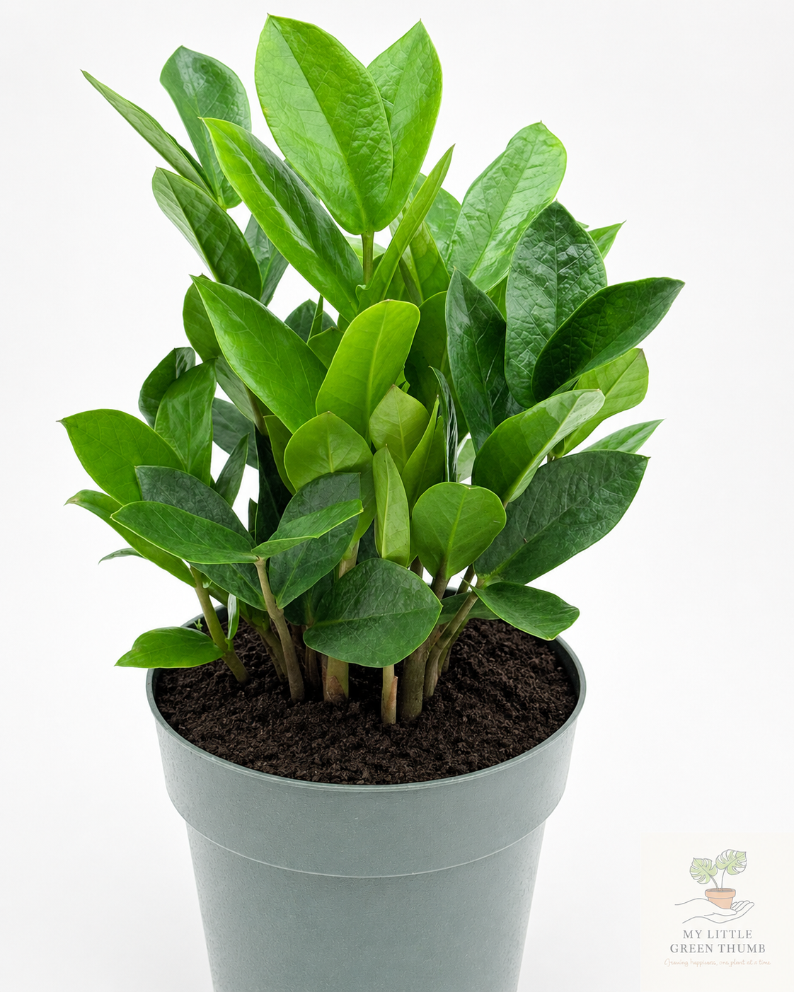 🌿 ZZ Plant (Zamioculcas zamiifolia) Ultra Low-Maintenance Houseplant • Glossy Tropical Foliage