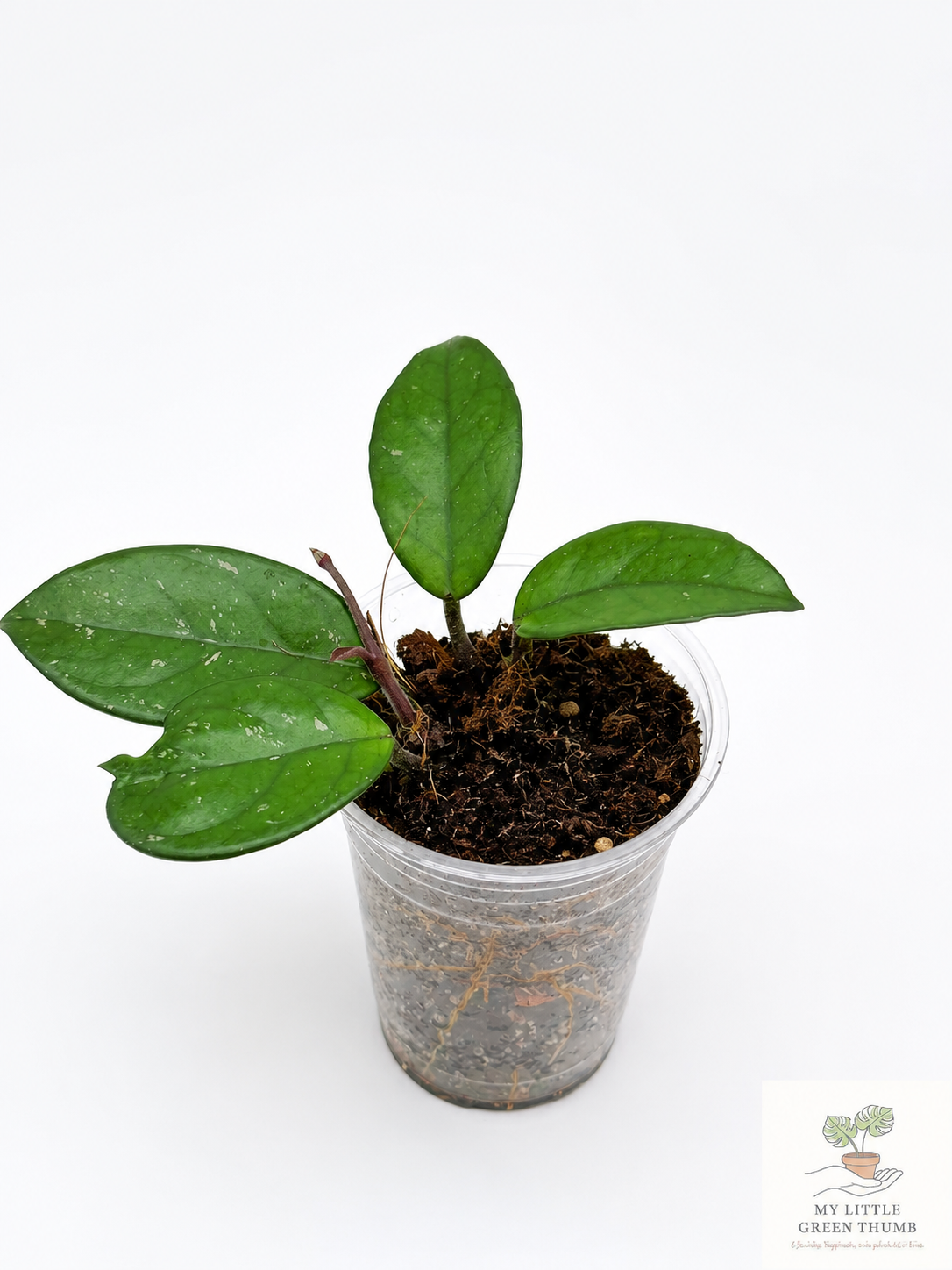 🌿 Hoya carnosa Wax Plant • Easy-Care Blooming Houseplant