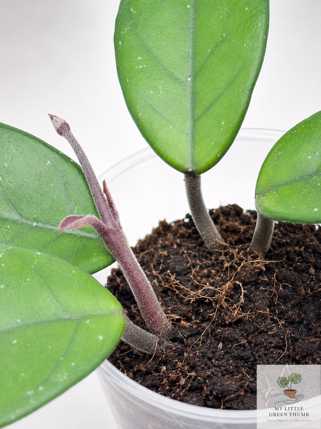 🌿 Hoya carnosa Wax Plant • Easy-Care Blooming Houseplant