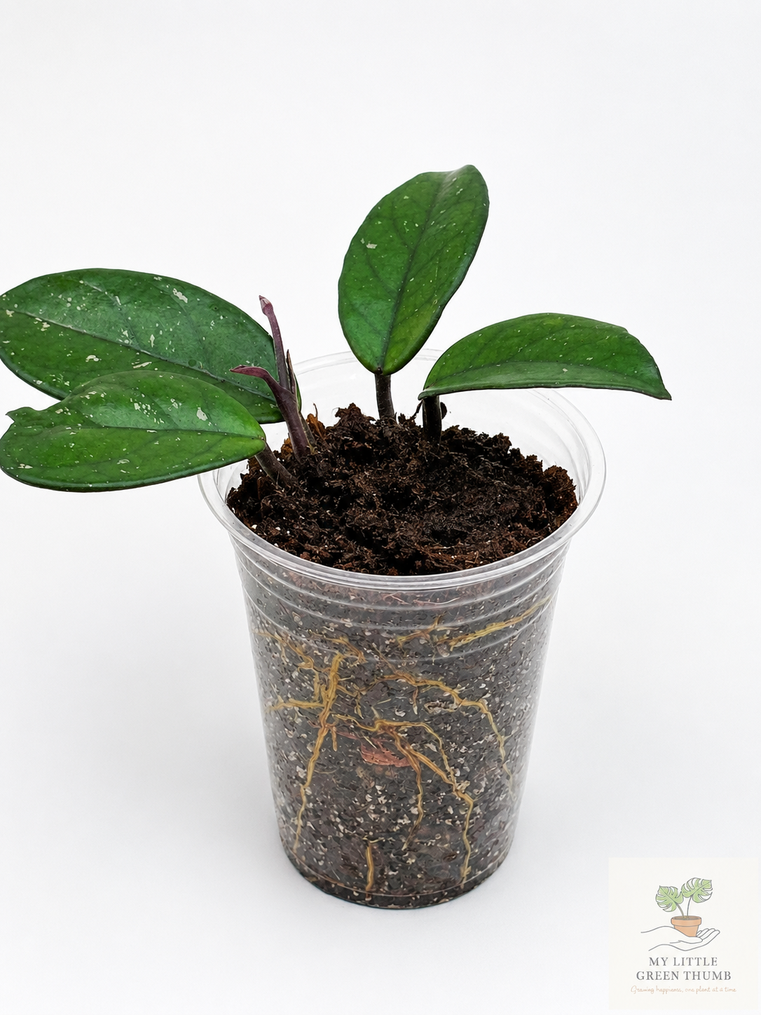 🌿 Hoya carnosa Wax Plant • Easy-Care Blooming Houseplant