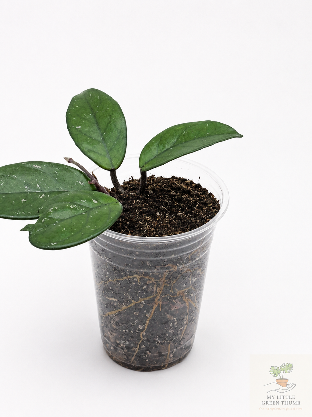 🌿 Hoya carnosa Wax Plant • Easy-Care Blooming Houseplant