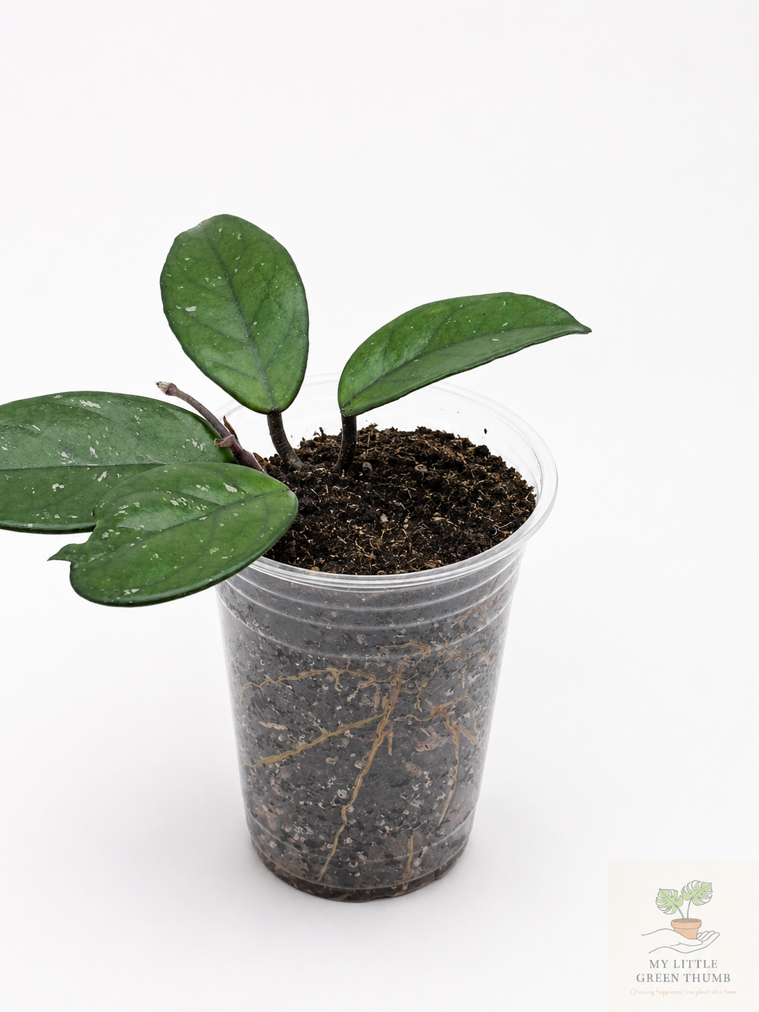 🌿 Hoya carnosa Wax Plant • Easy-Care Blooming Houseplant