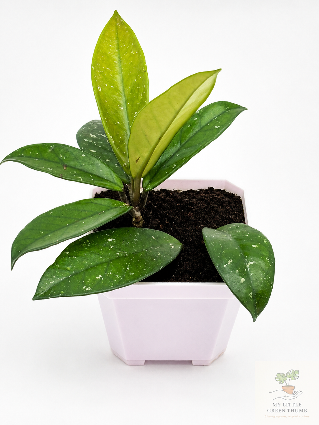 🌿 Hoya pubicalyx Splash Wax Plant • Fast-Growing Blooming Houseplant