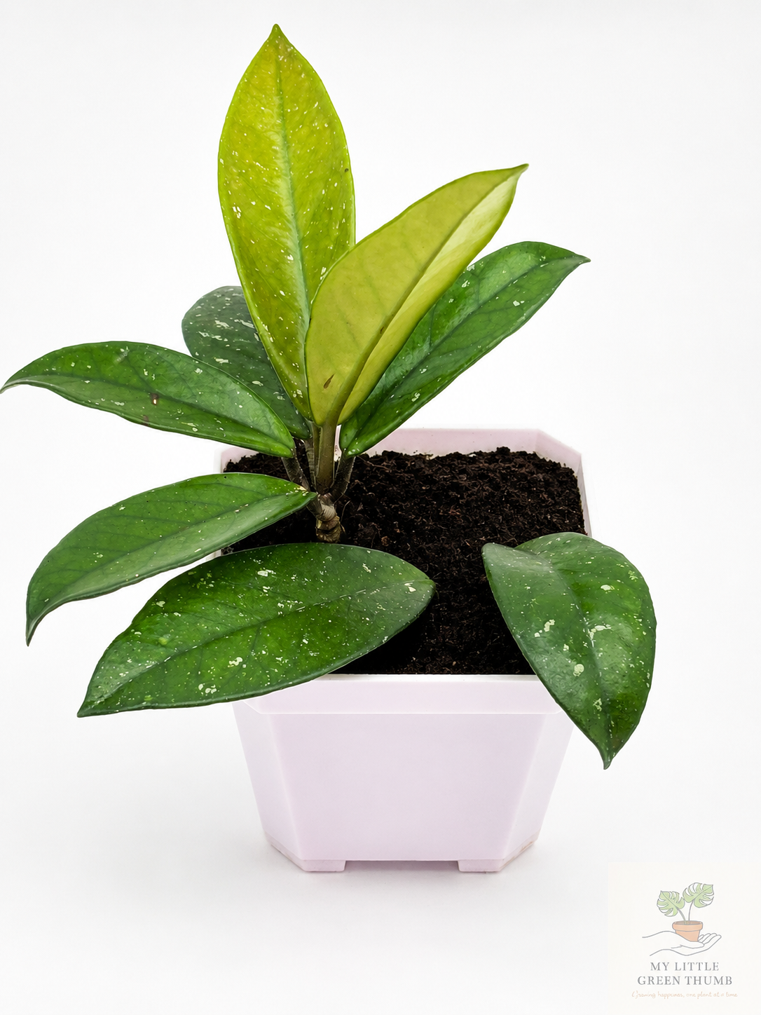 🌿 Hoya pubicalyx Splash Wax Plant • Fast-Growing Blooming Houseplant