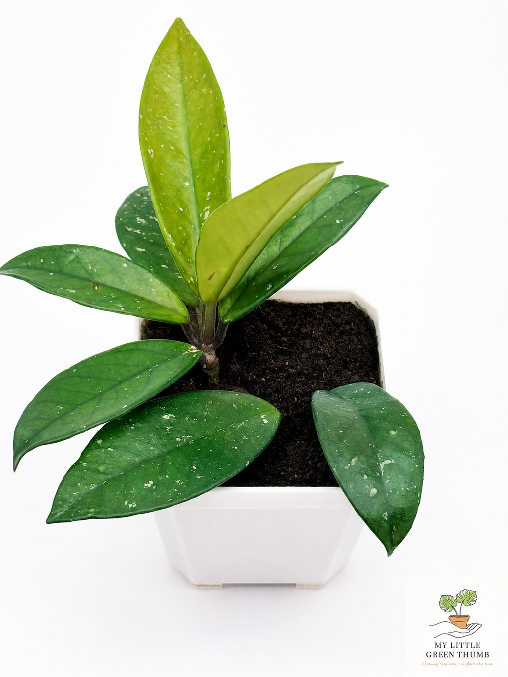 🌿 Hoya pubicalyx Splash Wax Plant • Fast-Growing Blooming Houseplant