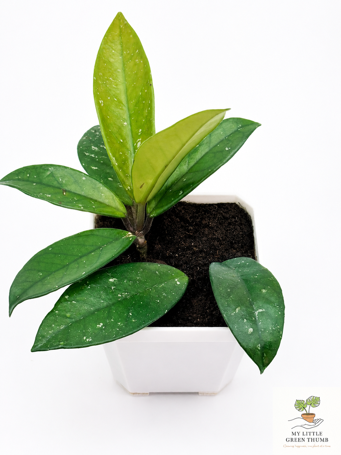 🌿 Hoya pubicalyx Splash Wax Plant • Fast-Growing Blooming Houseplant