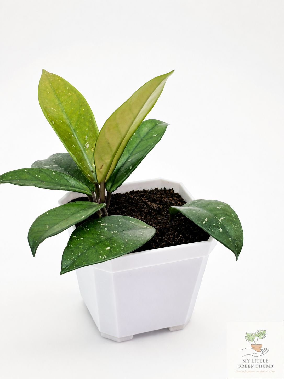 🌿 Hoya pubicalyx Splash Wax Plant • Fast-Growing Blooming Houseplant