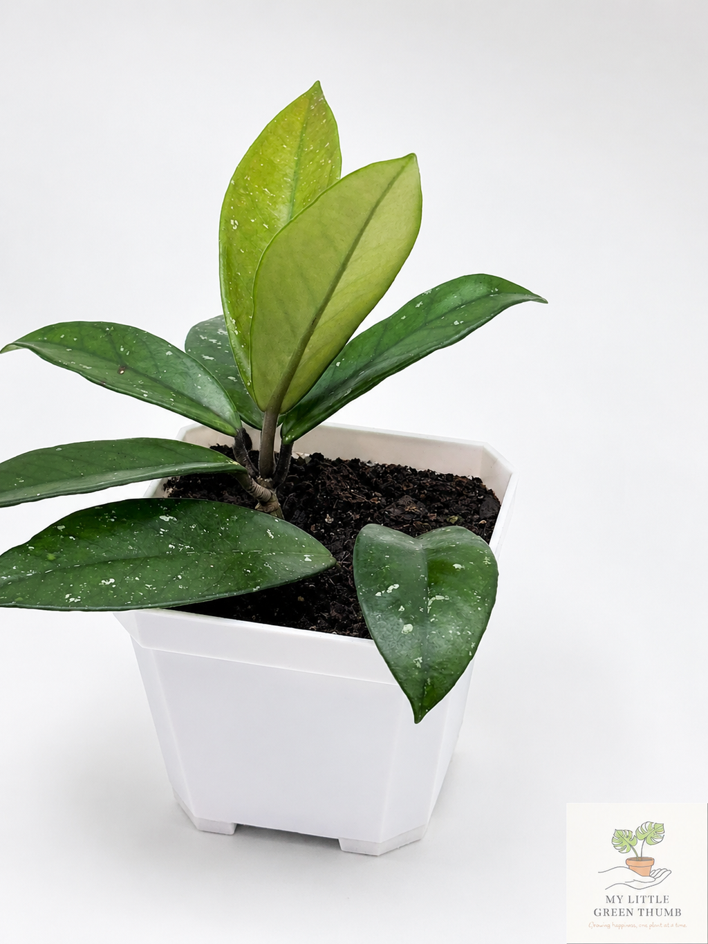 🌿 Hoya pubicalyx Splash Wax Plant • Fast-Growing Blooming Houseplant