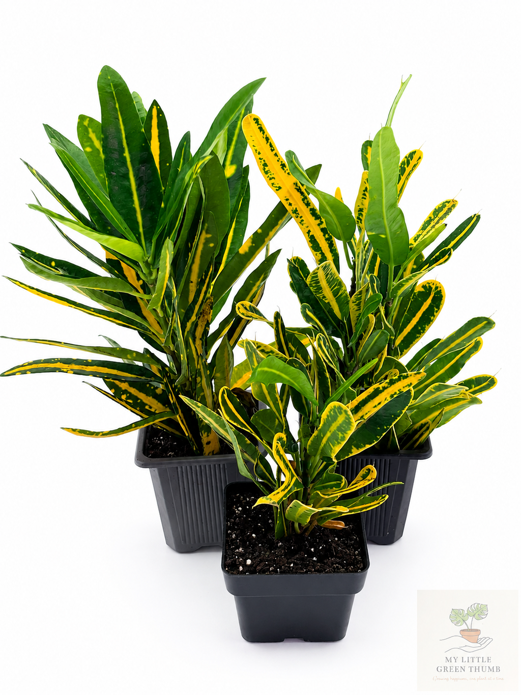 🌿 Garden Croton (Codiaeum variegatum) Vibrant Tropical Foliage Plant • A Living Burst of Colour