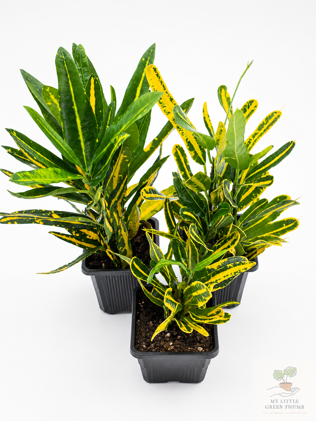 🌿 Garden Croton (Codiaeum variegatum) Vibrant Tropical Foliage Plant • A Living Burst of Colour